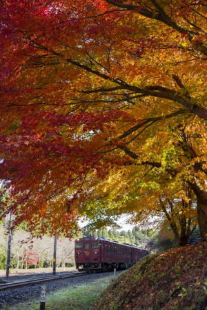 紅葉トンネル