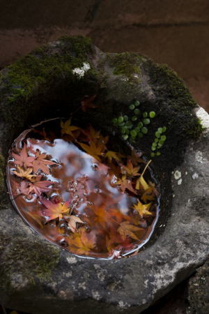 紅葉浮かぶ