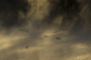 光芒の中の野鳥たち 光芒の中の野鳥たち