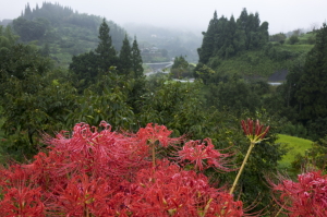 彼岸花