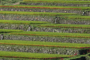 棚田と彼岸花 棚田と彼岸花