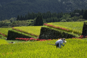スーパーお婆ちゃん スーパーお婆ちゃん