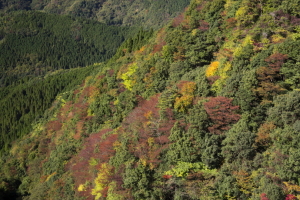 紅葉の山肌