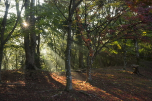 麓城址
