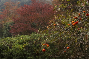 新宮寺